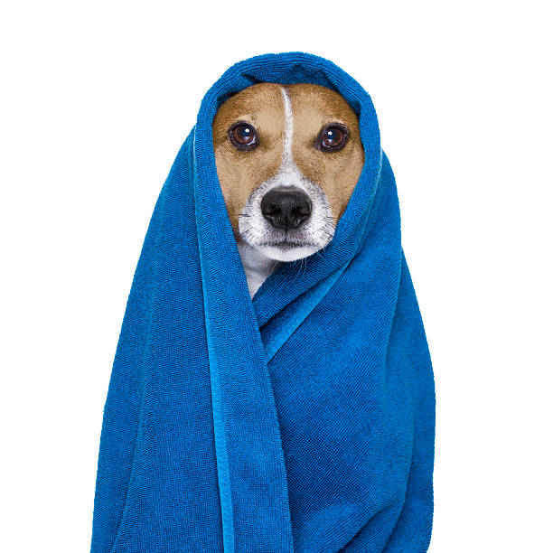 istock dog in shower  or wellness spa 637353796