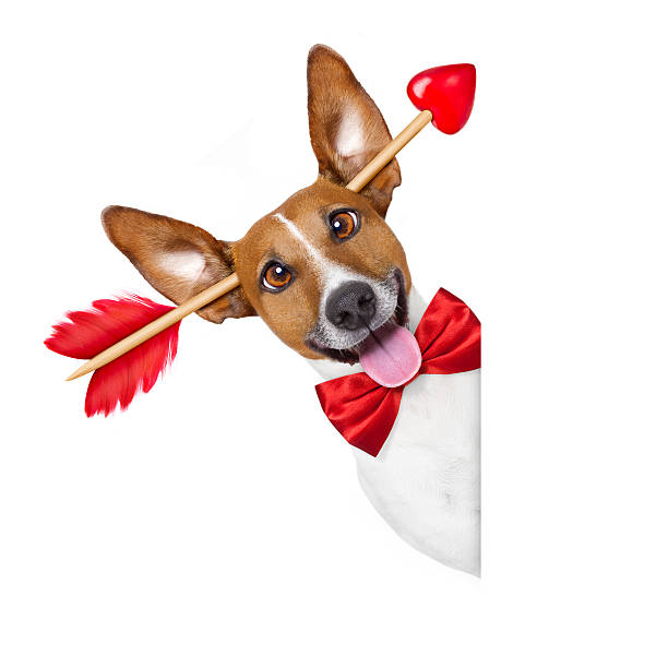 istock crazy in love valentines dog 637353984