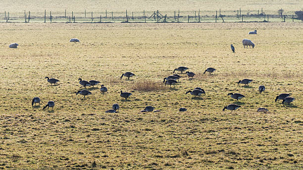 istock Flock of Canada geese (Branta canadensis) grazing with sheep 637353994