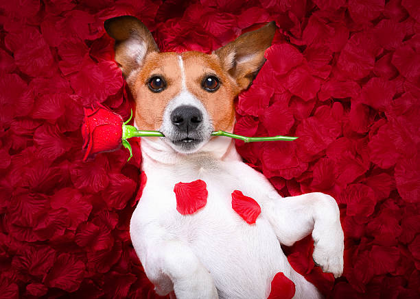 hund liebe rose valentinstag - dogrose stock-fotos und bilder