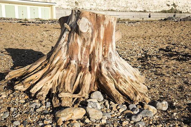 Rottingdean Brighton, United Kingdom - January 5, 2017: This shot is looking east from Rottingdean Beach towards Saltdean East Sussex UK. This large piece of drift wood was washed up during the winter storms last year 2016. Shot taken today January 5th 2017 with a low harsh sunlight..