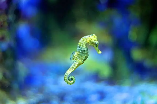 Photo of Seahorse