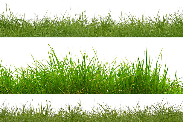 herbe verte isolée sur fond blanc. - length photos et images de collection