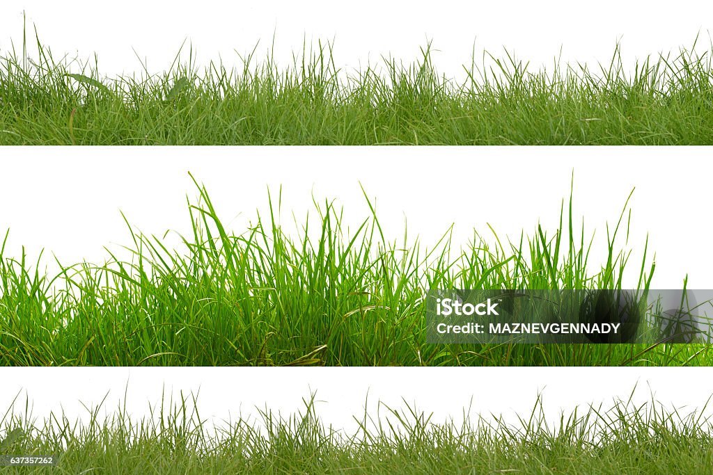 green grass isolated on white background. green grass isolation on the white backgrounds. Grass Stock Photo