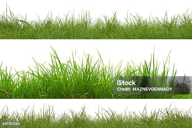 Green Grass Isolated On White Background Stock Photo - Download Image Now - Grass, Cut Out, Long