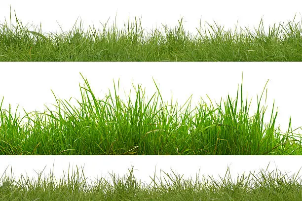 green grass isolation on the white backgrounds.