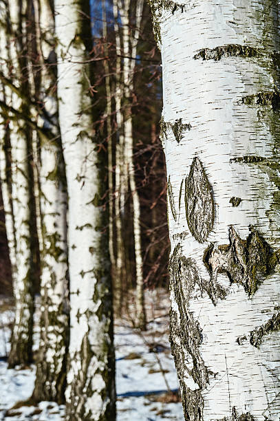 istock White birch bark in the winter forest 637359168