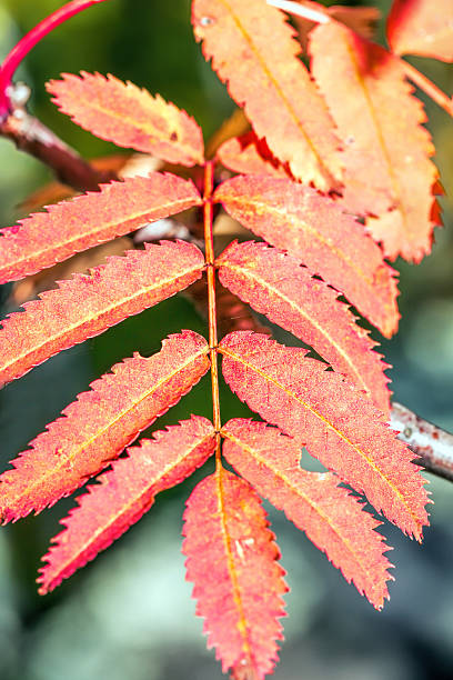 istock Beautiful rowan in the sunlight 637359896