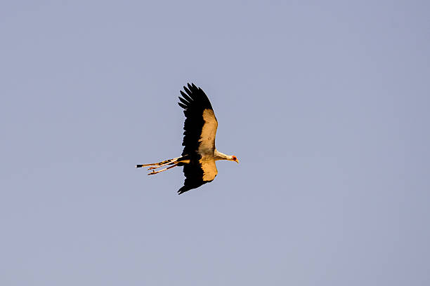 istock Secretary bird in flight 637360326