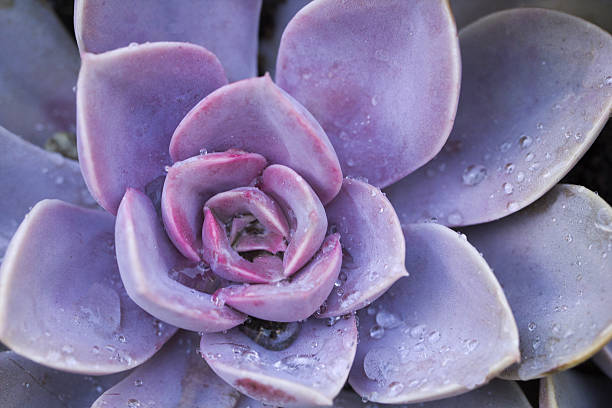 succulente flowerbeds - nature close up full frame macro foto e immagini stock