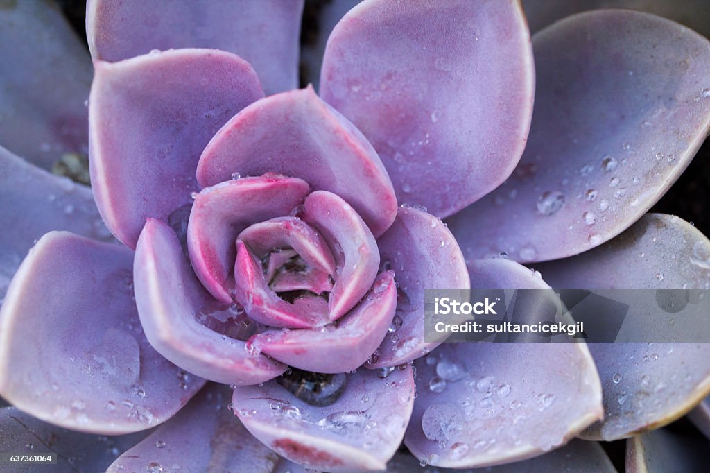 Succulent flowerbeds Succulent Plant, Cactus, Flower, Plant, Bunch of Flowers,wet, rain Purple Stock Photo