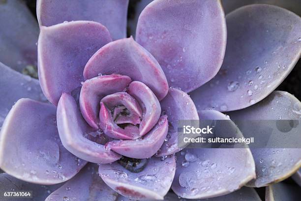 Succulent Flowerbeds Stock Photo - Download Image Now - Purple, Succulent Plant, Flower