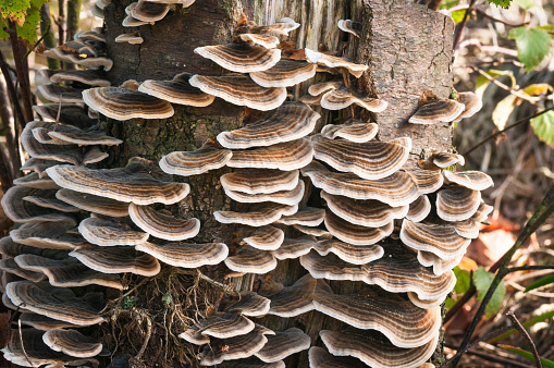 A close up image of Many-Zoned polypore bracket fungus growing on a tree trunk