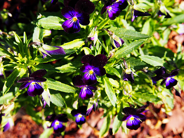 istock Viola tricolor - Johnny Jump up, heartsease 637362018