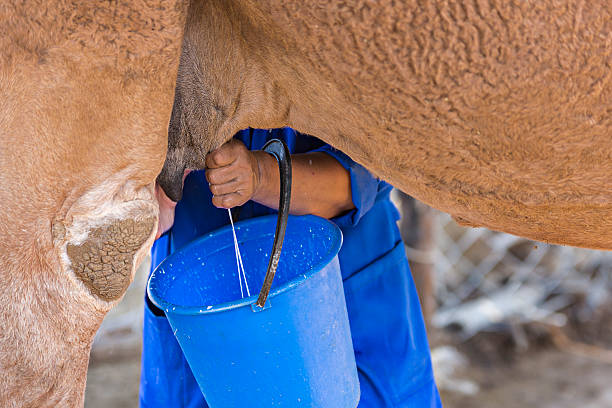 Camel milking. Turkestan, Kazakhstan - September 10, 2016: Kazakh herder milks the camel to make turkic drink of shubat known also as chal, in Turkestan, Kazakhstan. cadbury plc photos stock pictures, royalty-free photos & images