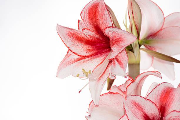 istock Hippeastrum Amaryllis Charisma, Dutch hybride, white-pink flower 637363762