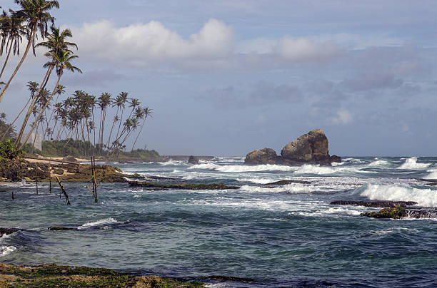 istock tropical beach with palm trees and the ocean 637363986