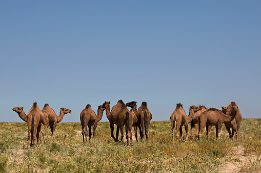 Herd of camels.