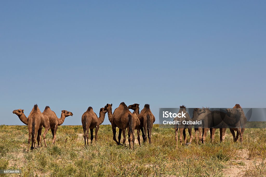 Herd of camels in Turkestan, Kazakhstan. Herd of camels. Agriculture Stock Photo