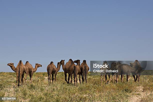 Herd Of Camels In Turkestan Kazakhstan Stock Photo - Download Image Now - Agriculture, Animal, Bactrian Camel