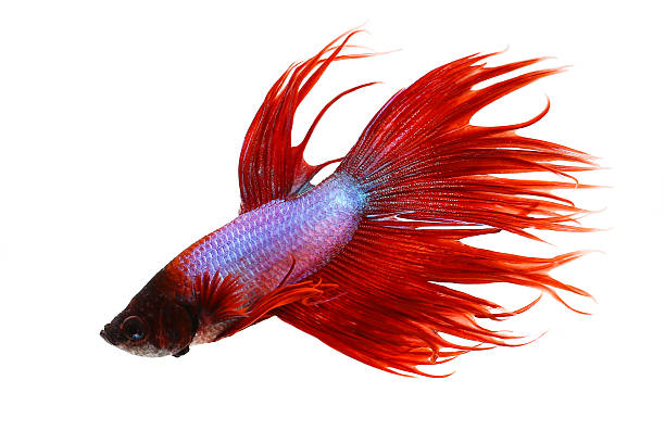 Crowntail male betta splendens Siamese fighting aquarium fish Crowntail male betta splendens Siamese fighting aquarium fish  betta crowntail stock pictures, royalty-free photos & images