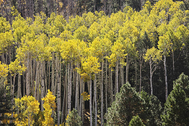 Aspen Tree Forest Autumn Wilderness Yellow Aspen tree forest canopy brilliantly illuminated in sunlight with white bark trunks surrounded by green pine trees in an Autumn wilderness landscape. aspen tree grove tree stand stock pictures, royalty-free photos & images
