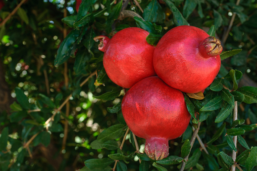 Close-up of ripening pomegranate (Punica granatum) fruit on tree growing on a San Joaquin Valley farm.