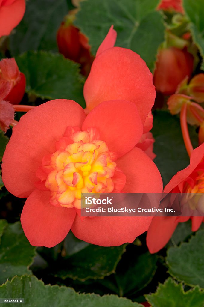Begonia RiseUp Bull's Eye Annual - Plant Attribute Stock Photo
