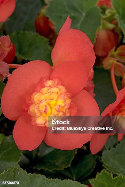 Begonia Riseup Bulls Eye Stock Photo - Download Image Now - Annual - Plant Attribute, Autumn, Begonia