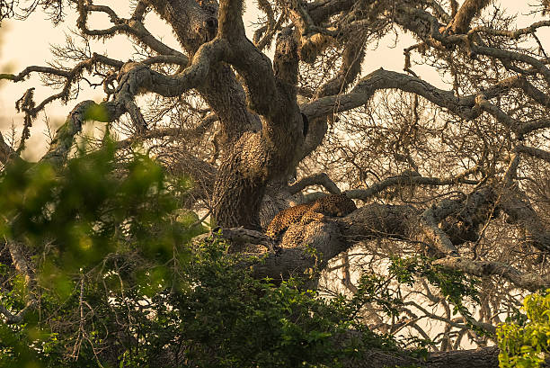 istock Sri Lanka: wild leopard on tree in Yala National Park 637366212