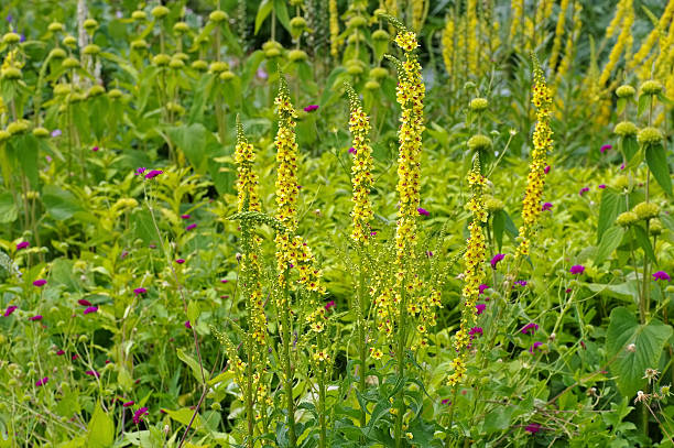 istock Verbascum nigrum, common name black mullein 637366430