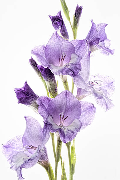 flores roxas. gladíolo - gladiolus flower floral pattern single flower - fotografias e filmes do acervo