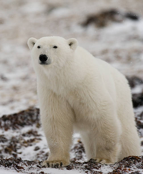 istock Polar bear on the tundra. 637366620