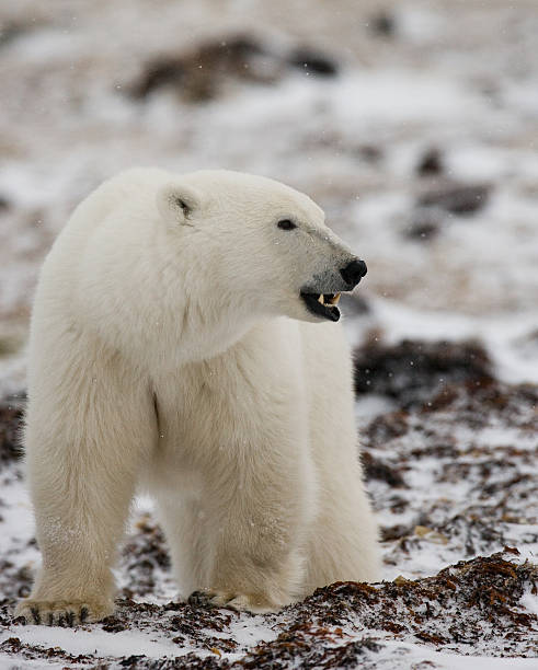 istock Polar bear on the tundra. 637366640