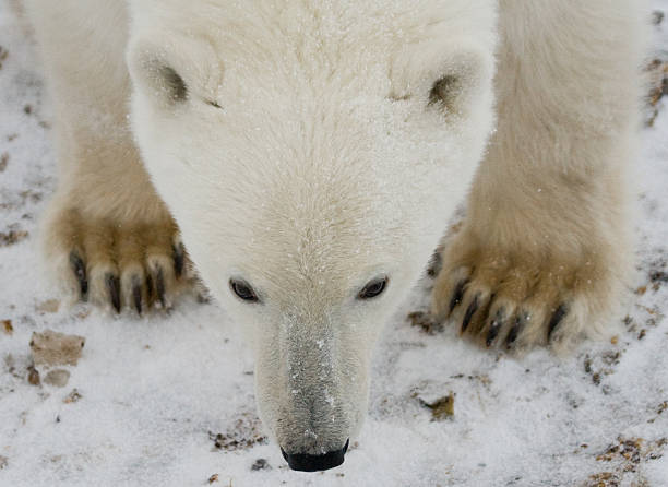 istock Portrait of a polar bear. 637366742