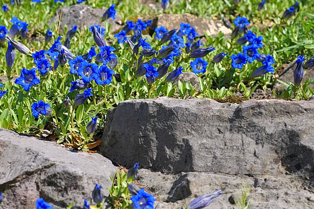 stemless gentian or Gentiana acaulis stemless gentian or Gentiana acaulis flower in spring enzian stock pictures, royalty-free photos & images