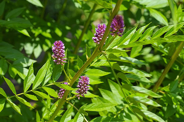 ハーブ植物リコリス - herb flower head flower wildflower ストックフォトと画像