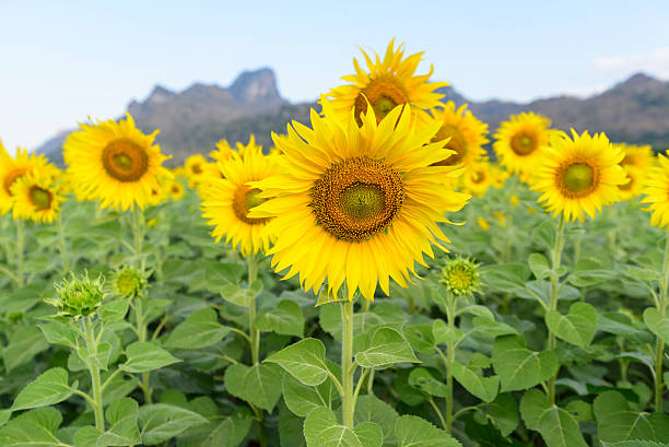 istock Sunflower field at the mountain 637368234