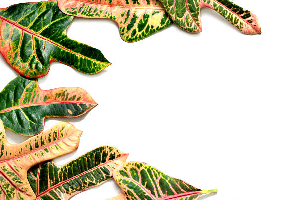 istock frame made of green and yellow leaf on white background 637368278
