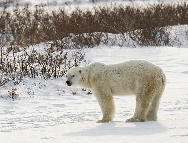 istock Polar bear on the tundra. 637368612