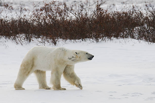 istock Polar bear on the tundra. 637368632