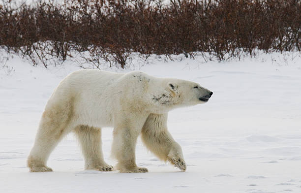 istock Polar bear on the tundra. 637368638