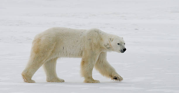 istock Polar bear on the tundra. 637368666