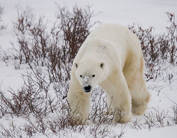 istock Polar bear on the tundra. 637368694