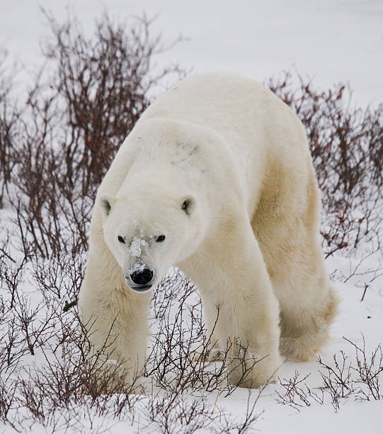 istock Polar bear on the tundra. 637368698