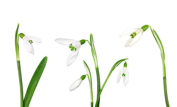 istock Set snowdrop flower isolated on white background 637368754