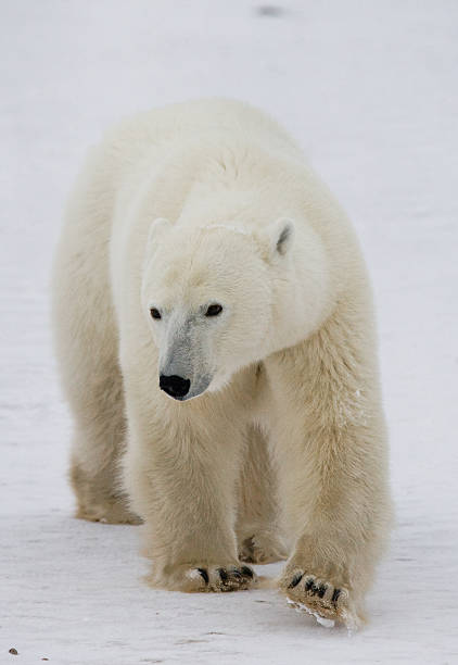 istock Polar bear on the tundra. 637368762