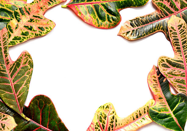 istock frame made of green and yellow leaf on white background 637368918