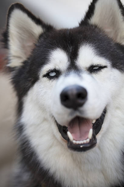 istock Siberian Husky Close Up of Face 637368928