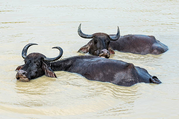 istock Sri Lanka: water buffaloes in Yala National Park 637369200